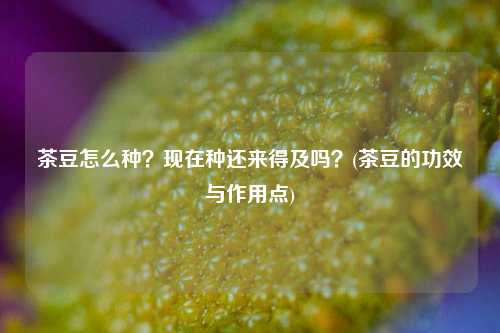 茶豆怎么种？现在种还来得及吗？(茶豆的功效与作用点)