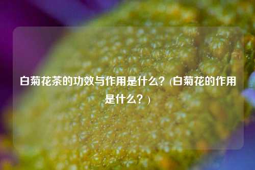 白菊花茶的功效与作用是什么？(白菊花的作用是什么？)