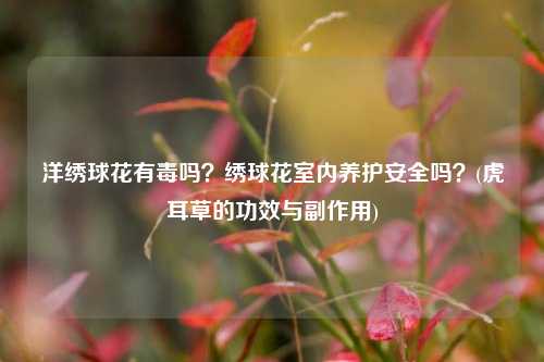 洋绣球花有毒吗？绣球花室内养护安全吗？(虎耳草的功效与副作用)